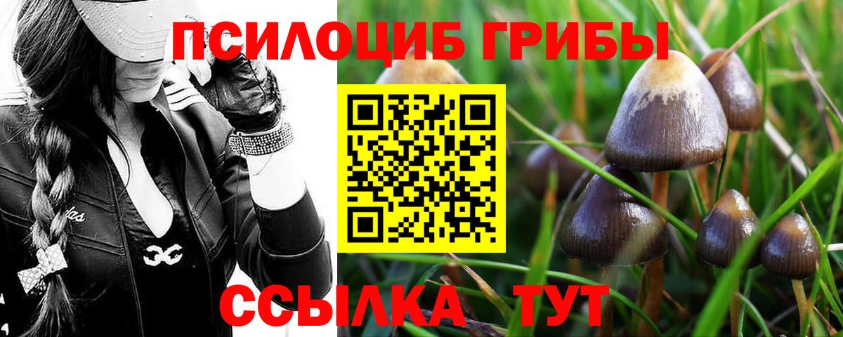 Галлюциногенные грибы прущие грибы  где найти   Псилоцибиновые грибы MAGIC MUSHROOMS  Энгельс  Вход с VPN 